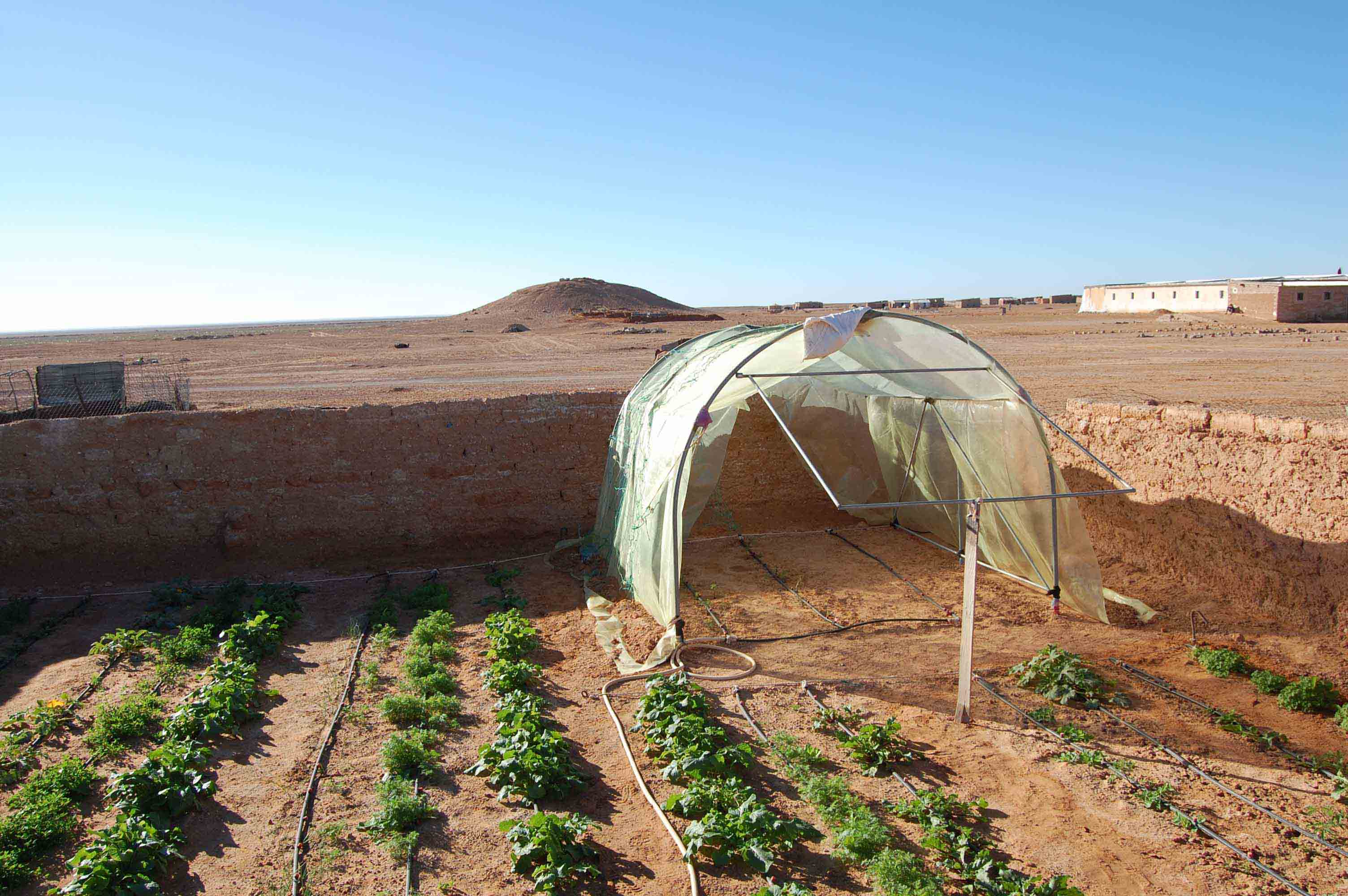 Projektplanung: Gemüsegärten im Flüchtlingscamps (Westsahara)